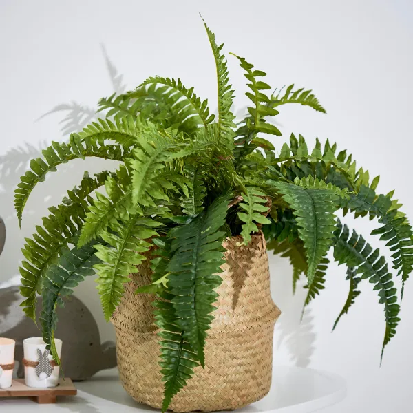 Boston Sambaia Verde>CASA Flash Sale