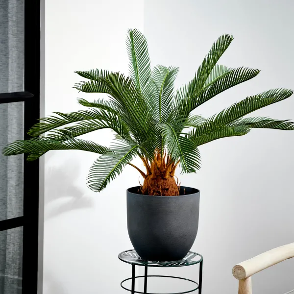 Cycas Palmeira Verde>CASA Hot