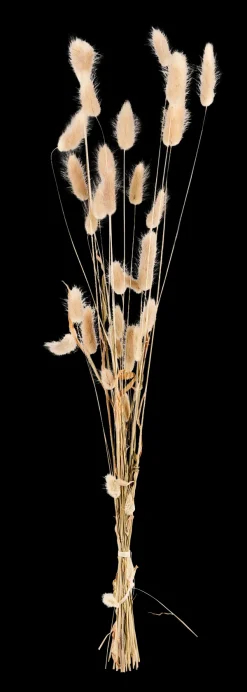 Lagurus Lagurus Natural>CASA Cheap