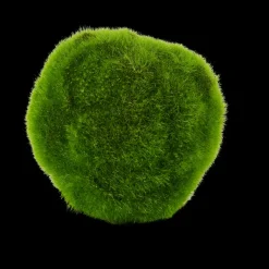 Moss Bola De Musgo Verde>CASA Shop