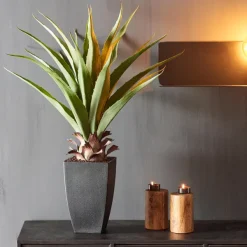 Vera Alo Vera Verde><noscript><img width=