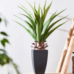 Vera Alo Vera Verde><noscript><img width=